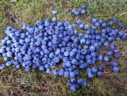 Berries From Our Garden